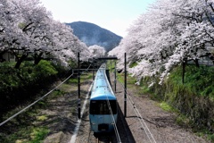 桜鉄道