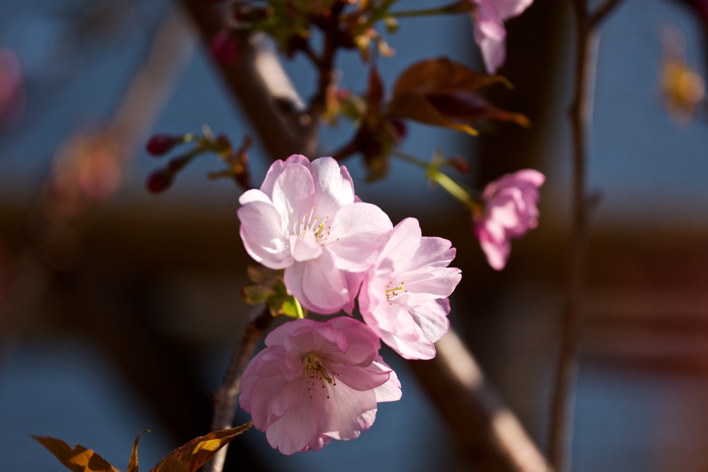 紫桜