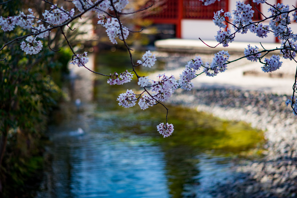 池畔の桜