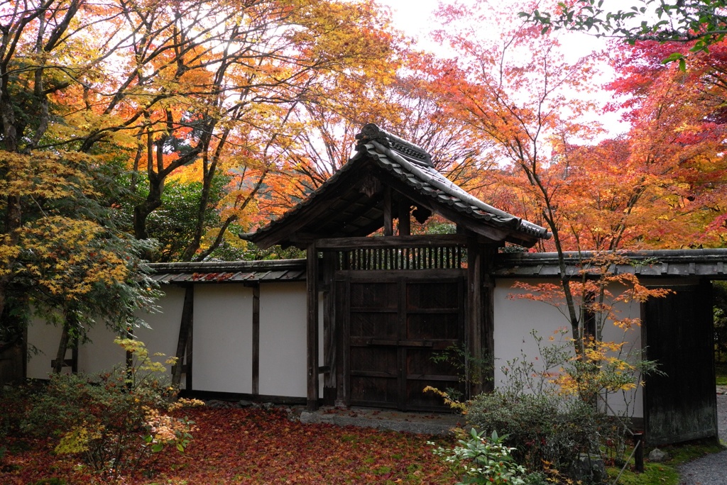 苔寺