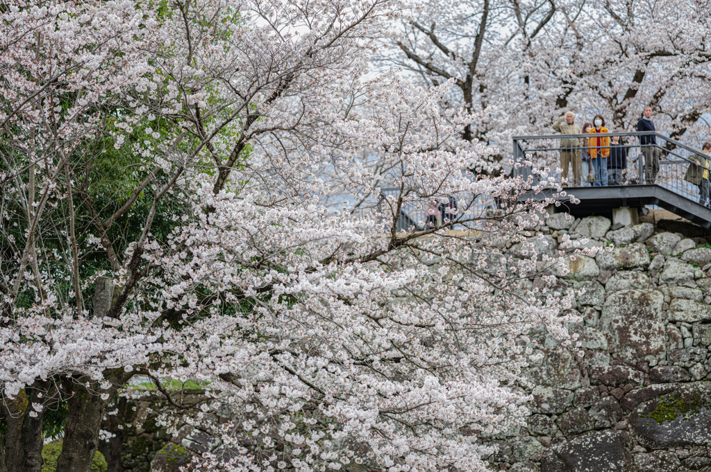 桜だらけ