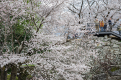 桜だらけ