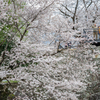 桜だらけ