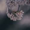 Falling Blossom