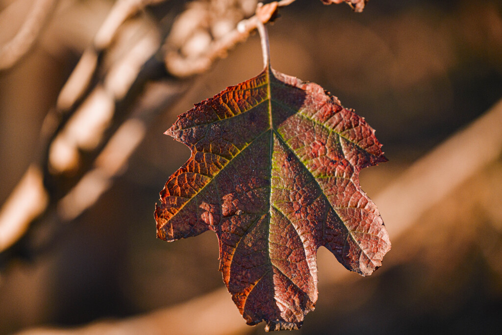 autumn leaf