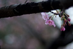 河津桜