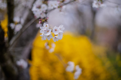 黄色と桜