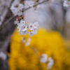 黄色と桜