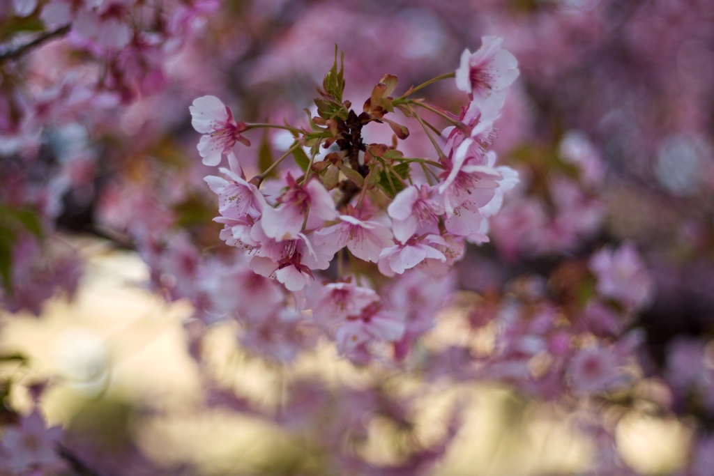 河津の花束