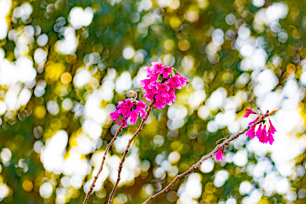 寒緋桜