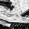 薬医門