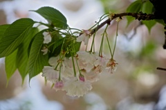 八重の枝垂れ桜