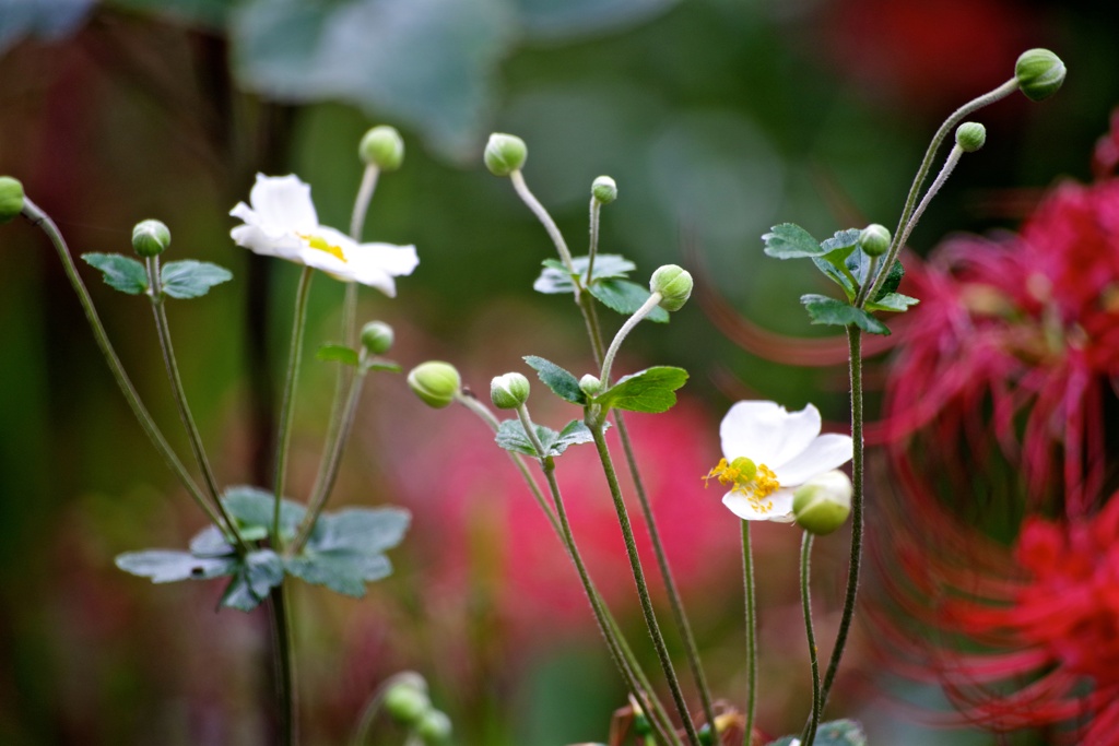 赤背景に秋明菊