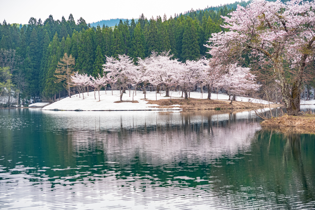 中子の桜