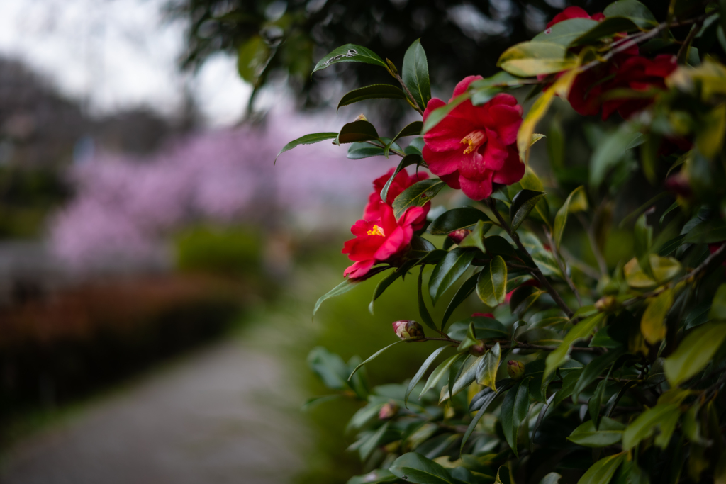 椿と寒桜