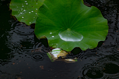 雨の贈り物