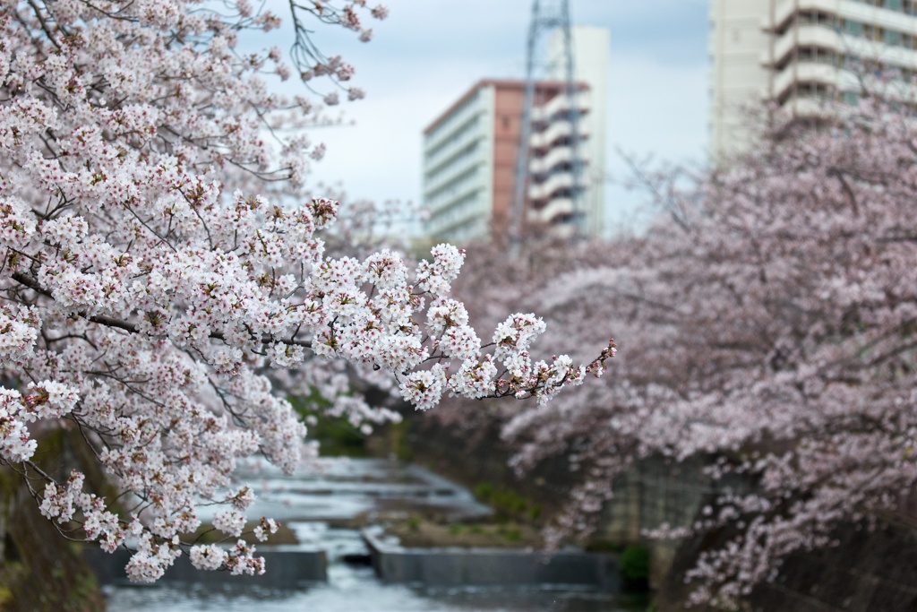 川と桜