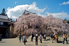 上田城桜祭り