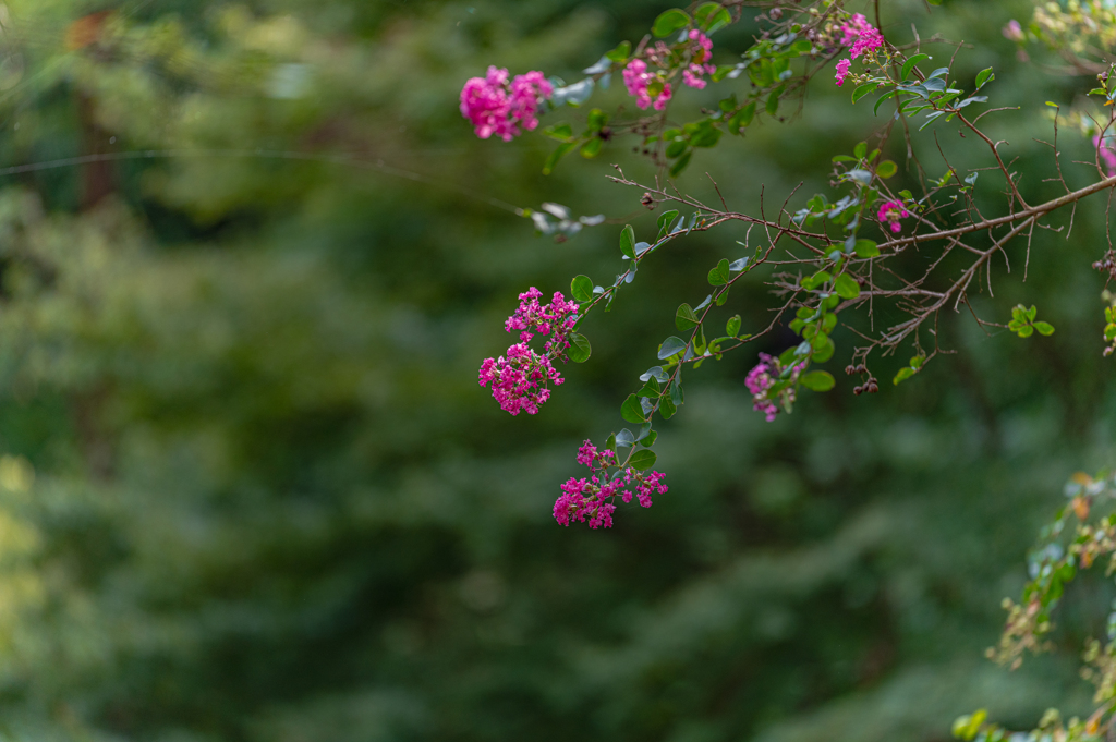 百日紅と蜘蛛の糸