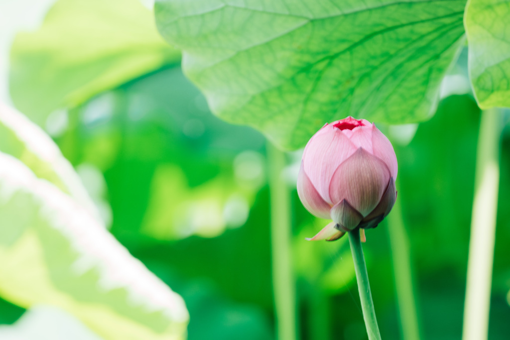 開花待ち