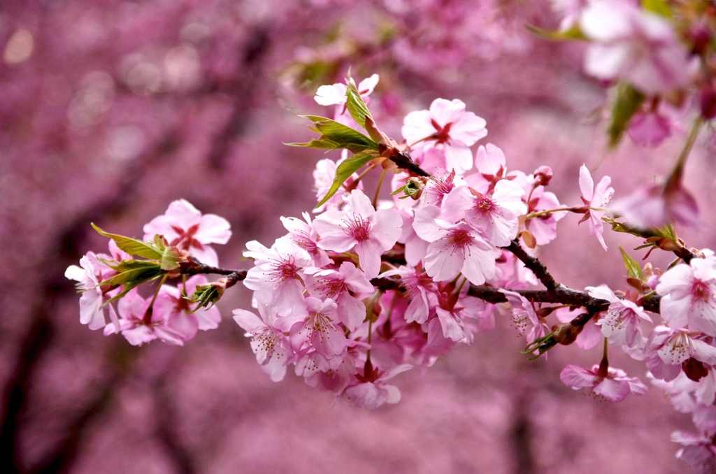 春からの花束