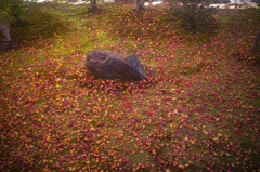落ち葉と庭園