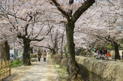 桜の哲学