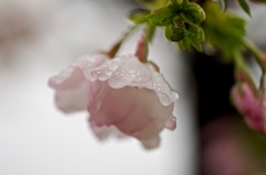 桜雨