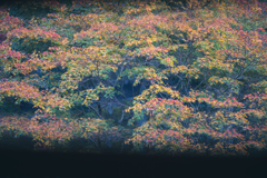 襖絵のような紅葉