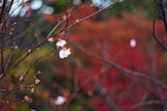 冬桜と雨