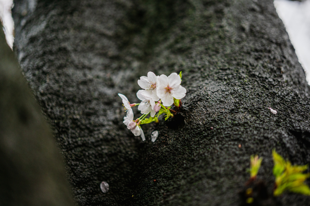 子桜