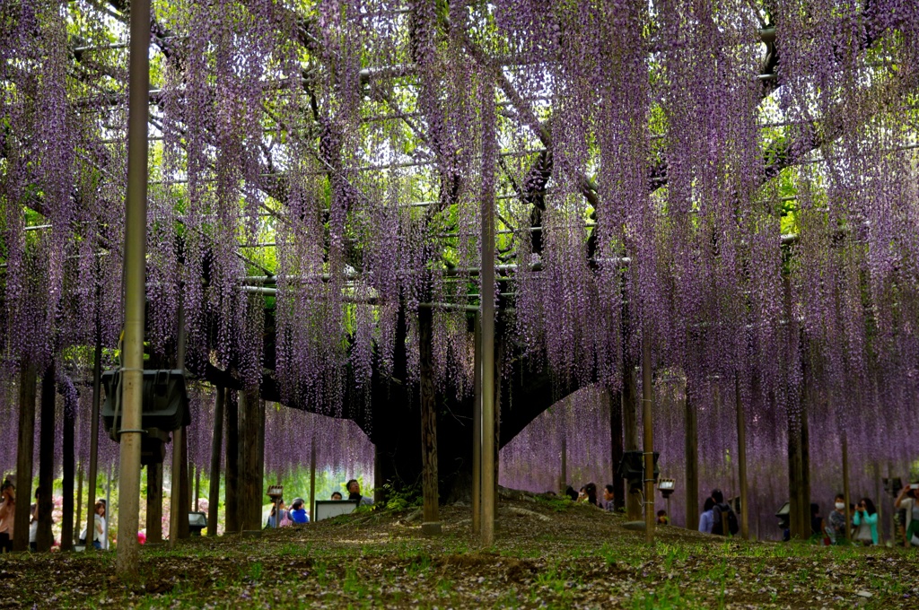 紫の天井