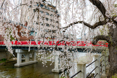 中橋と桜