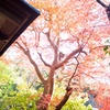 逆光に輝く