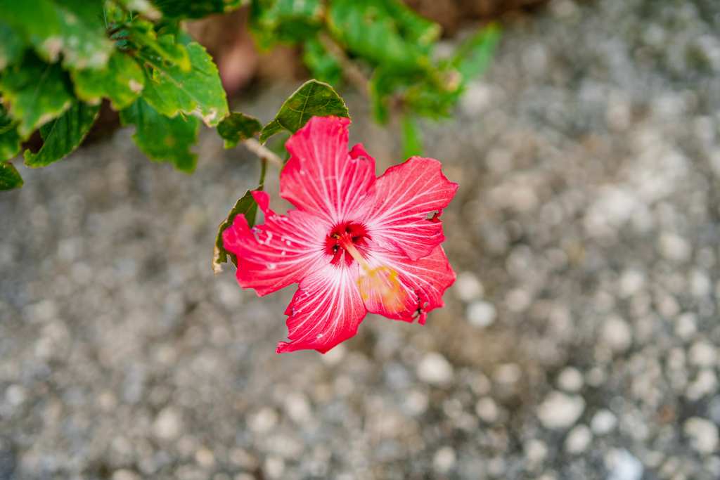 路傍の花