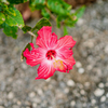 路傍の花
