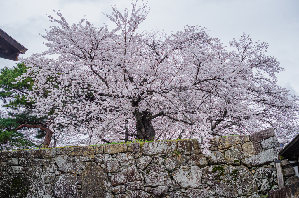 石垣の桜
