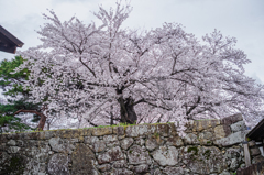 石垣の桜