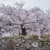石垣の桜