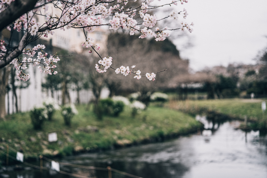 桜も水が好き
