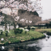 桜も水が好き