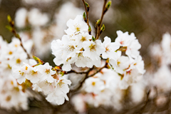 大島桜