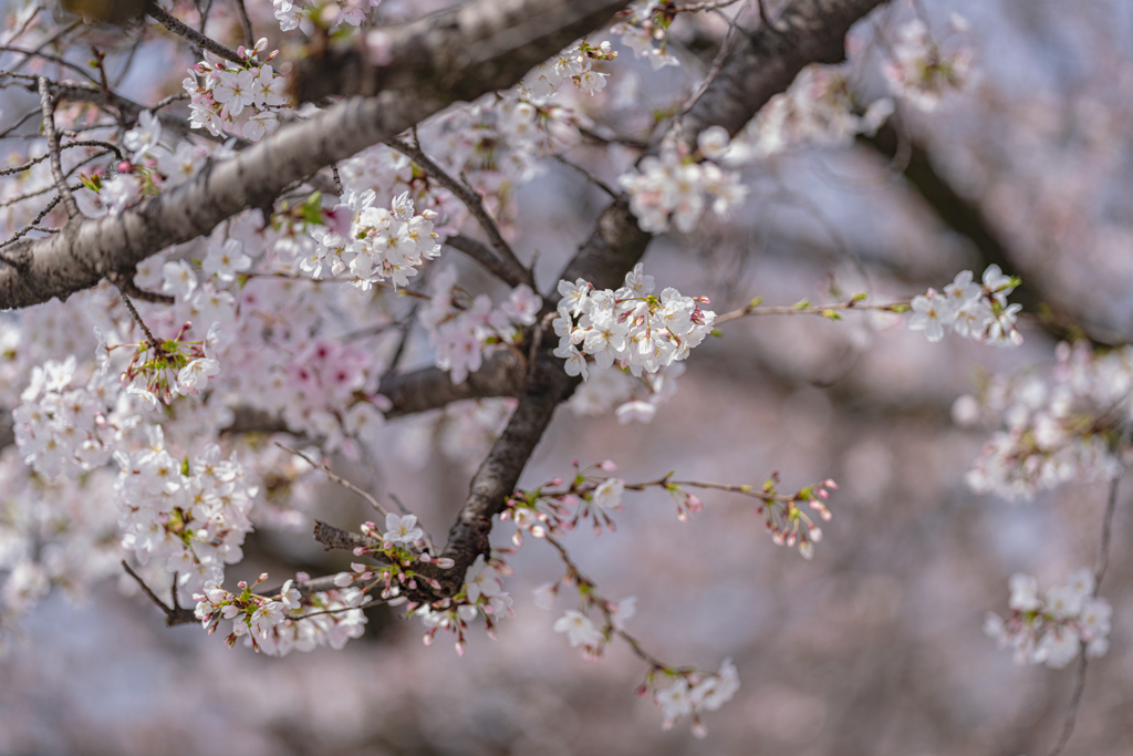 開花中