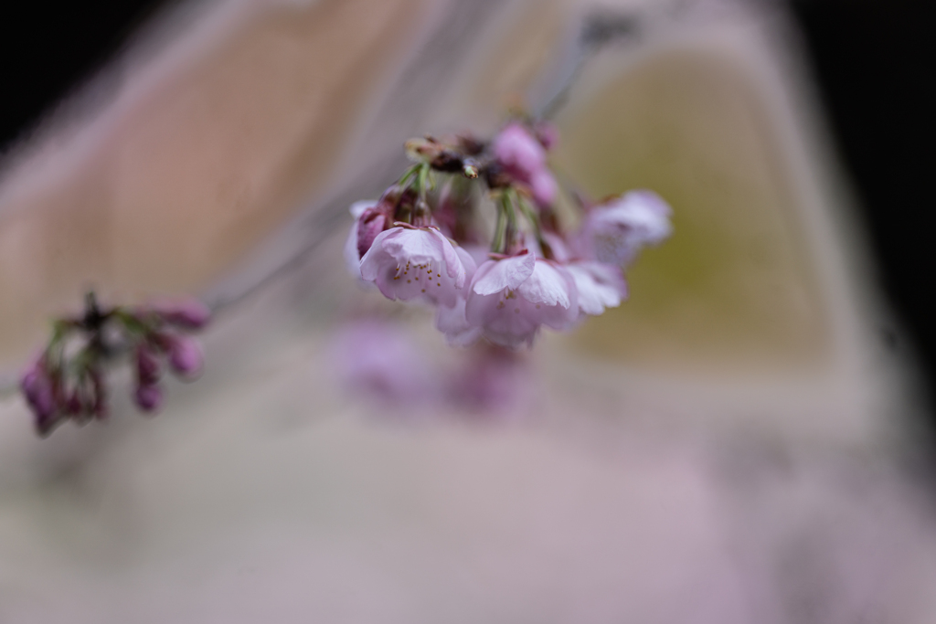 寒桜