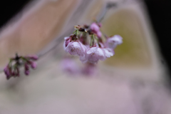 寒桜