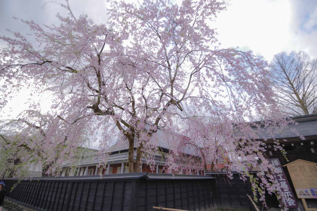 桜舞う