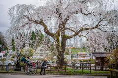 枝垂れ桜と車夫