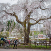 枝垂れ桜と車夫