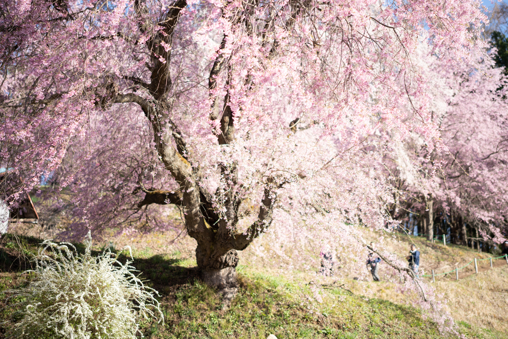 番所の桜