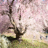 番所の桜